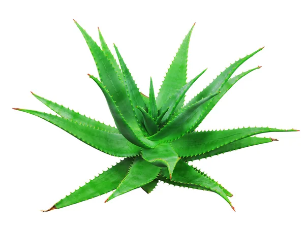 Aloe vera växt — Stockfoto