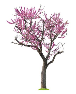 pembe sacura ağaç