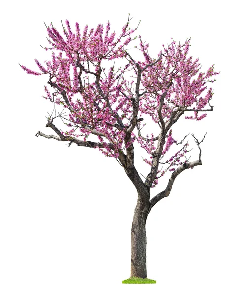 Pink sacura tree — Stock Photo, Image