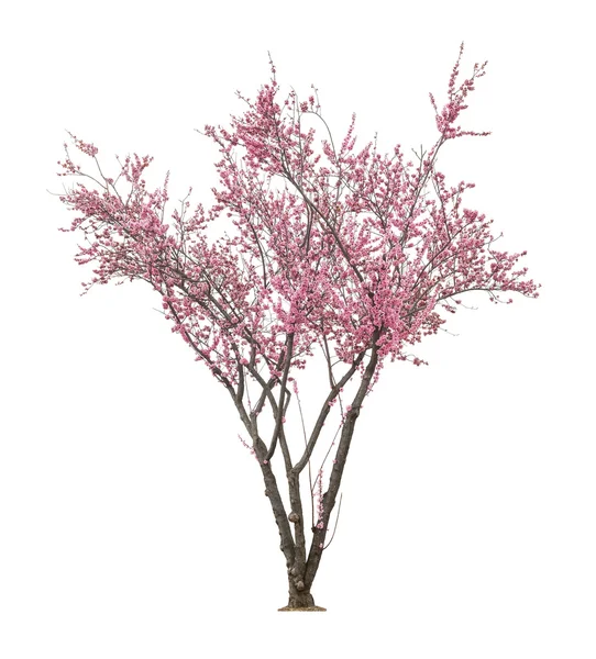 Árbol de sacura rosa — Foto de Stock