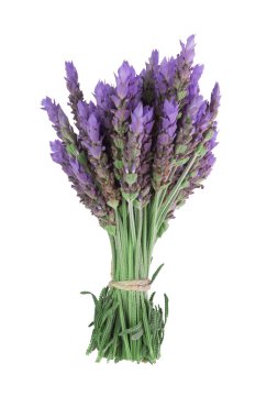 Lavanta Çiçeği Çalılığı