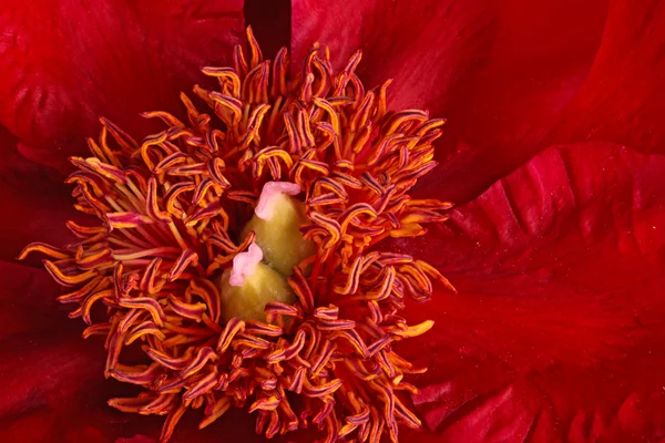 Close-up van meeldraden en stigma's van een rode peony bloem — Stockfoto