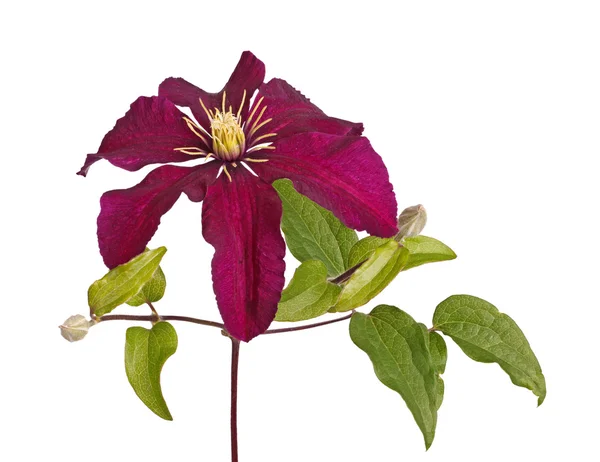 Blommor och knoppar av en lila clematis isolerad på vit — Stockfoto