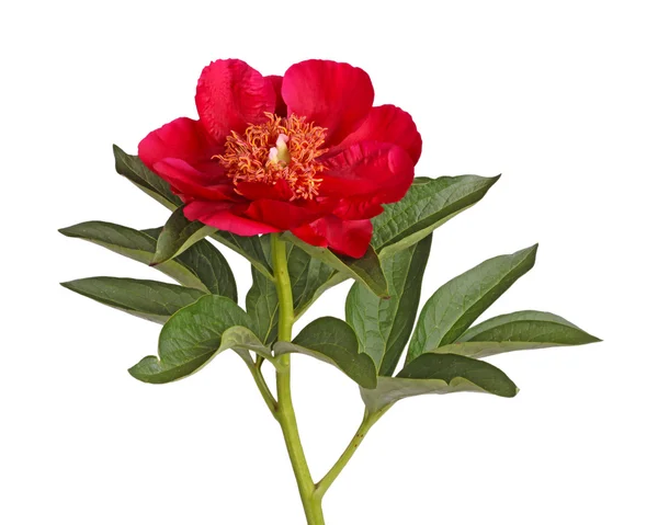 Única flor de uma peônia vermelha brilhante isolada em branco — Fotografia de Stock