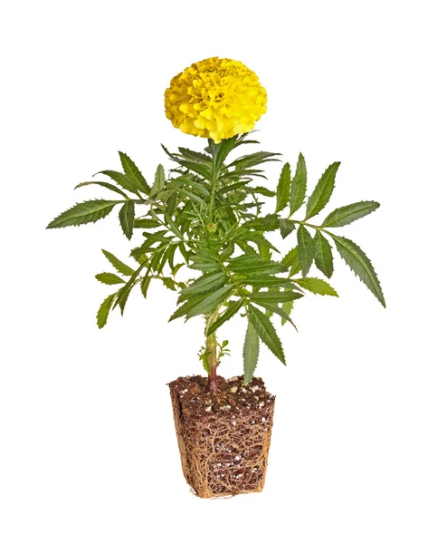 Einzelner gelb blühender Ringelblumen-Sämling zeigt Wurzelballen bereit — Stockfoto