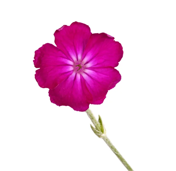 Mörk lila Lychnis eller rose campion blomma isolerade mot whit — Stockfoto
