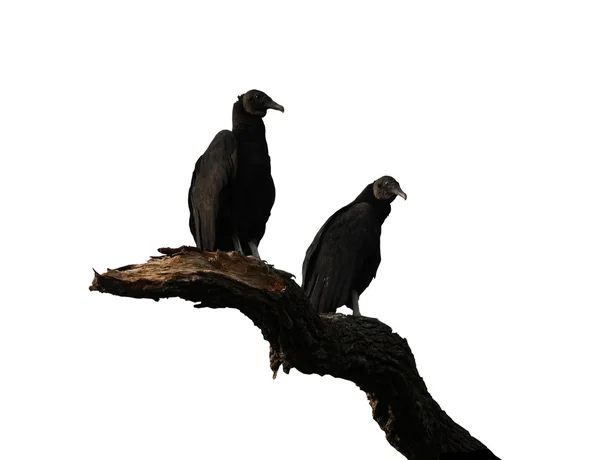 Two black vultures on a branch isolated against white — Stock Photo, Image