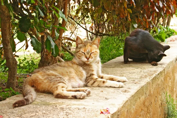 Zwei Katzen entspannen sich in den andalusischen Gärten am Rande des — Stockfoto