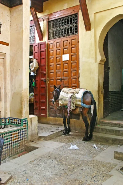 Häst utanför en butik i den gamla medinan i Fez, Marocko — Stockfoto
