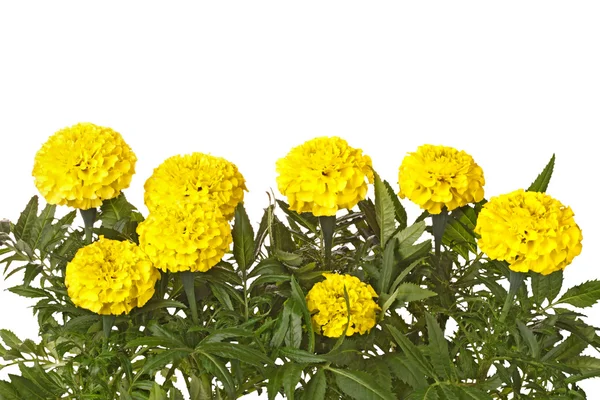 Flores amarillas de caléndula y hojas aisladas en blanco — Foto de Stock