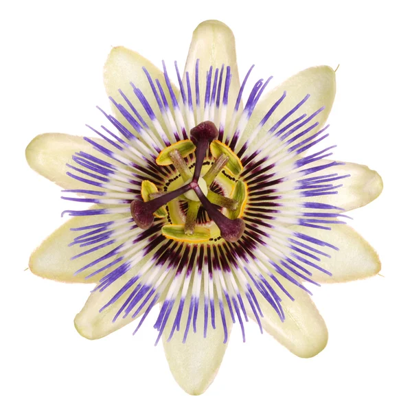 Flor isolada de passionflower — Fotografia de Stock