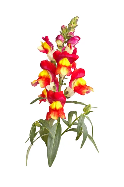 Amarillo, rojo y naranja snapdragon flores aisladas en blanco — Foto de Stock