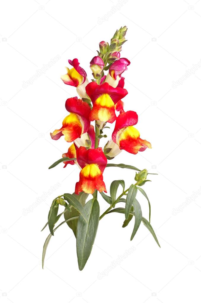 Yellow, red and orange snapdragon flowers isolated on white