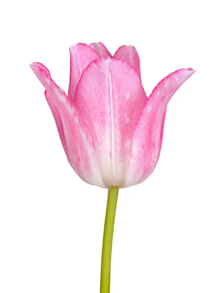 Flor de tulipán rosa y blanca aislada — Foto de Stock