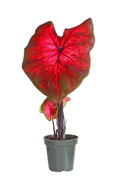 Pequena planta de caládio em vaso pronta para transplante — Fotografia de Stock