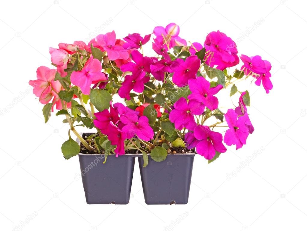 Purple- and pink-flowered impatiens seedlings ready for transpla