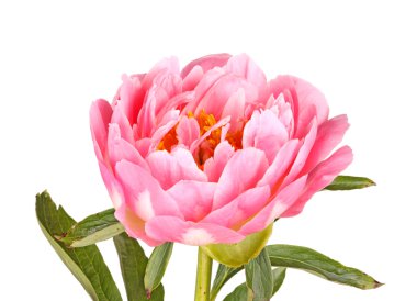 Pink peony flower, stem and leaves on white clipart