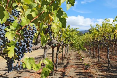 Grapes on the vine in the Napa Valley of California clipart