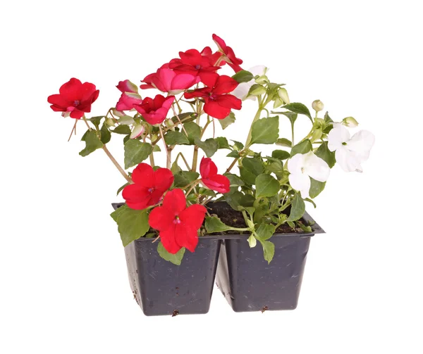 Röd - och vit-blommiga impatiens plantor redo för transplantation — Stockfoto