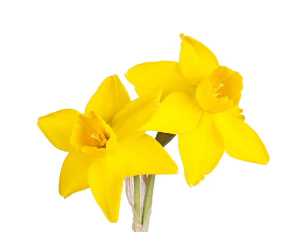 Två blommor av en jonquil cultivar isolerad på vit — Stockfoto