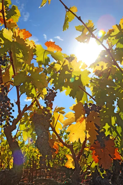 Vinhas do sol e da uva com chama de lente — Fotografia de Stock