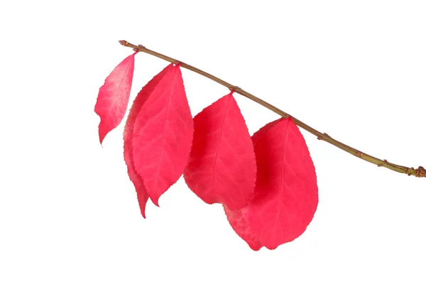 Красные листья горящего куста изолированы на белом — стоковое фото