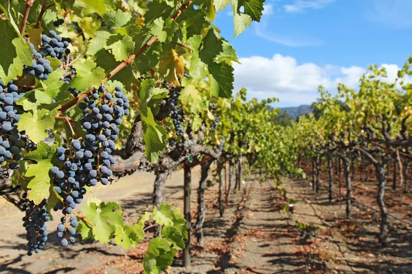 Trauben an der Weinrebe im Napa-Tal in Kalifornien — Stockfoto