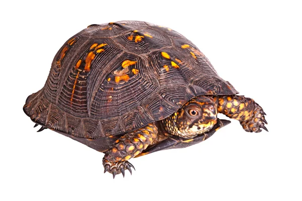 Manliga östra box turtle (Terrapene carolina carolina) isolerad o — Stockfoto