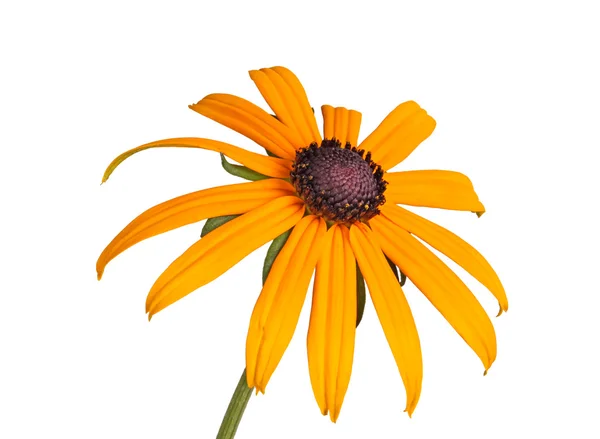 Single compound flower of a Rudbeckia isolated on white — Stock Photo, Image