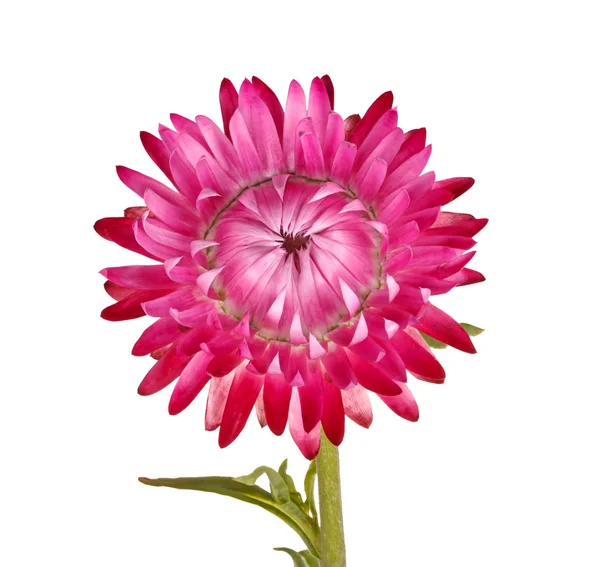 Single pink flower of a strawflower isolated on white — Stock Photo, Image