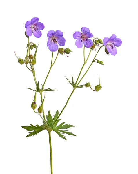 Four flowers of a purple geranium cultivar on white — Stock Photo, Image