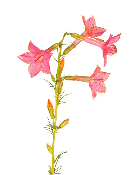 キキョウナデシコ属骨材ハチドリの花ミックスの分離ホワイト ロイヤリティフリーのストック画像