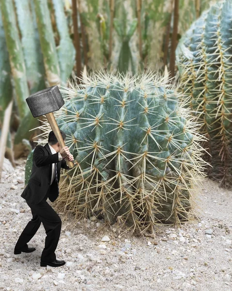 Homem segurando martelo com cacto — Fotografia de Stock