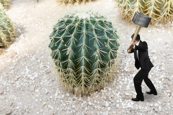 Zakenman holding hamer met cactus — Stockfoto