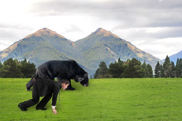 Empresário e urso estão prontos para correr na grama verde — Fotografia de Stock