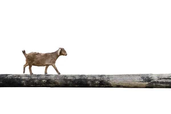 Sheep balancing on tree trunk — Stock Photo, Image