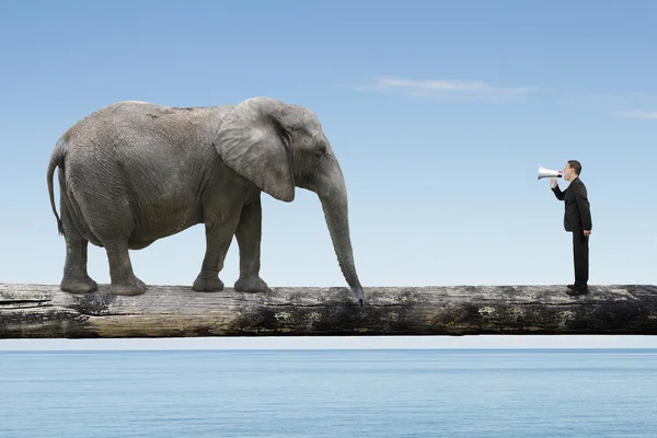 Geschäftsmann brüllt mit Lautsprecher Elefant auf einzelnem Holzbalken an — Stockfoto