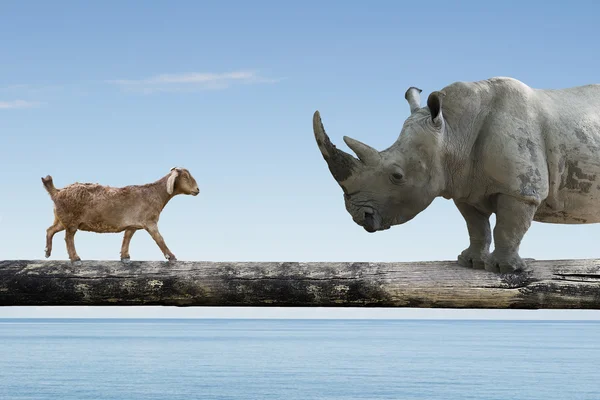 Rinoceronte e ovelha caminhando sobre a única ponte de madeira — Fotografia de Stock