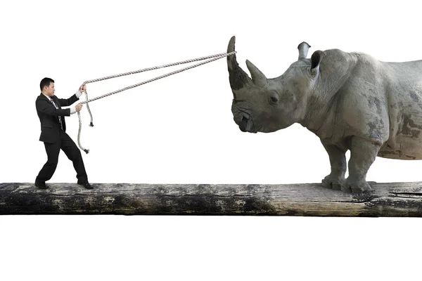 Businessman pulling rope against rhinoceros balancing on tree tr — 스톡 사진