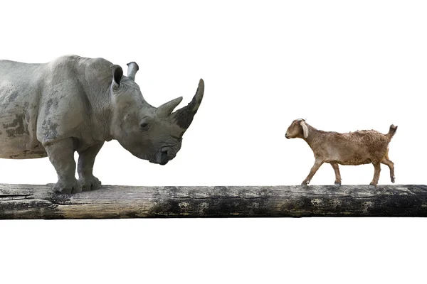 Носорог и овцы идут по единственному деревянному мосту — стоковое фото