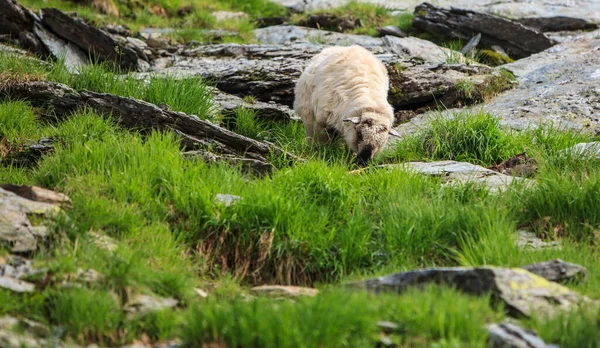 图为在罗马尼亚法加拉山的高原上放牧的绵羊 — 图库照片