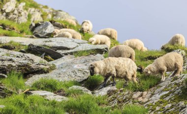Dağlarda yüksek irtifada otlayan koyun sürüsü.