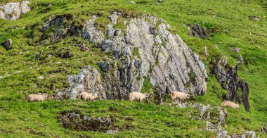 Dağlarda yüksek irtifada otlayan koyun sürüsü.