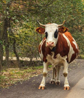Sonbaharda kırsal bir yolda hamile bir ineğin ön yüzü..