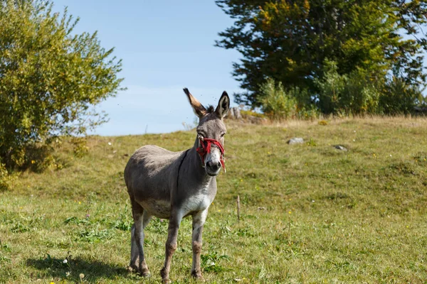 Portrait Donkey Grazing Filed Surounded Lot Flies — Stock Photo, Image