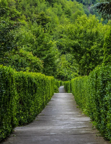 Perspectiva Agradável Caminho Entre Vegetação Verde Livre — Fotografia de Stock