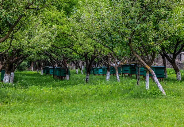 Bienenstöcke Einem Grünen Obstgarten Frühling — Stockfoto