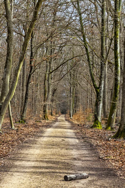 Passo a passo em uma floresta — Fotografia de Stock