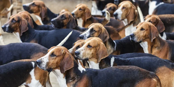 The Hounds — Stock Photo, Image