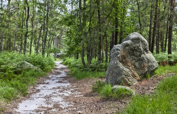 Ścieżka w Las Fontainebleau — Zdjęcie stockowe